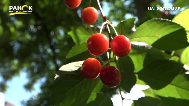 Корисні властивості вишні смотреть онлайн