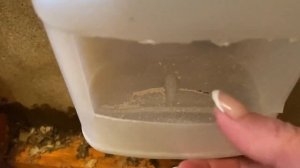 Зачем курам ракушка? Быстрый и лёгкий способ измельчить.