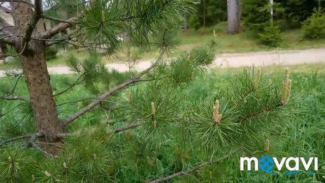 Чистые сосуды смотреть онлайн