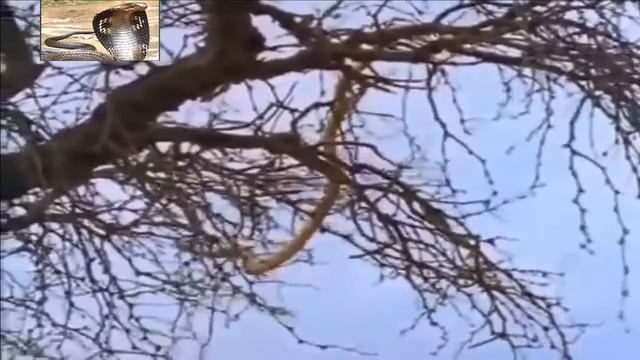 How a small animal Honey Badgers abstain and devour a cobra Snake смотреть онлайн