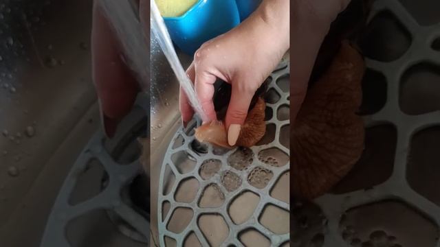 Ахатина - гигантская Африканская улитка смотреть онлайн