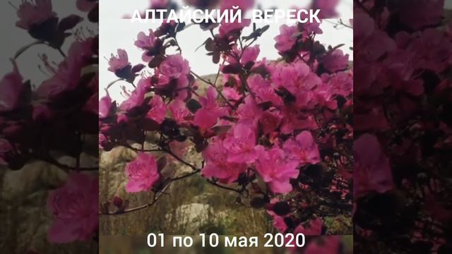 АЛТАЙСКАЯ САКУРА. Путешествие в Горный Алтай. Май 2020 год смотреть онлайн