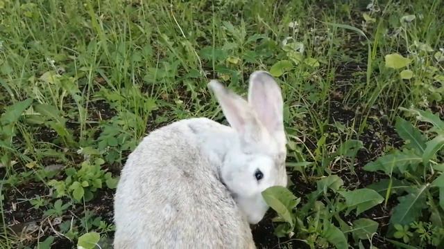 Природа, Россия, Кубань смотреть онлайн