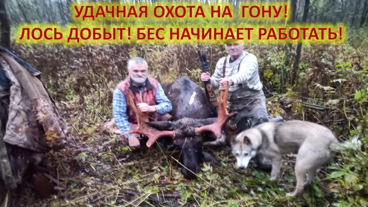 Охота .Охота на лося на реву. смотреть онлайн