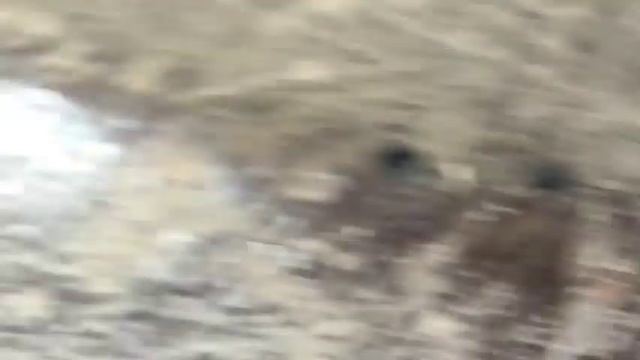 Замена крепления и подушки двигателя на Шкода Октавия тур 1.6 АКЛ. Луче чем сам никто не сделает!!