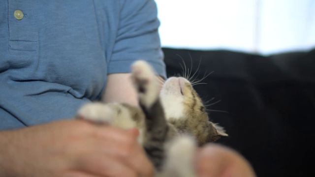 Why Are Cat's Eyes Watery? How To Identify and Treat A Cat's Eye Infection смотреть онлайн