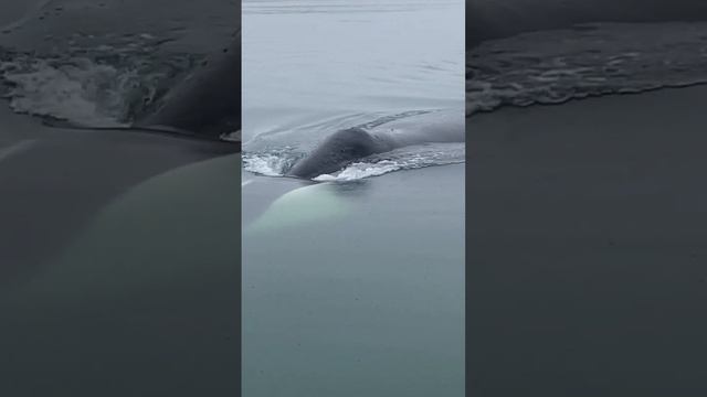 Где в России увидеть Гренландского кита/Bowhead whale breath смотреть онлайн
