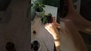 Джинура укоренение