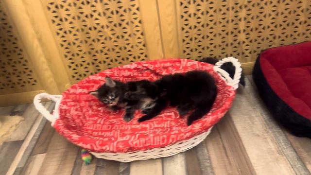 Наконец то свершилось! Котята вышли из гнезда! Подарок нам на новый год😻🎄🎅🤶 смотреть онлайн