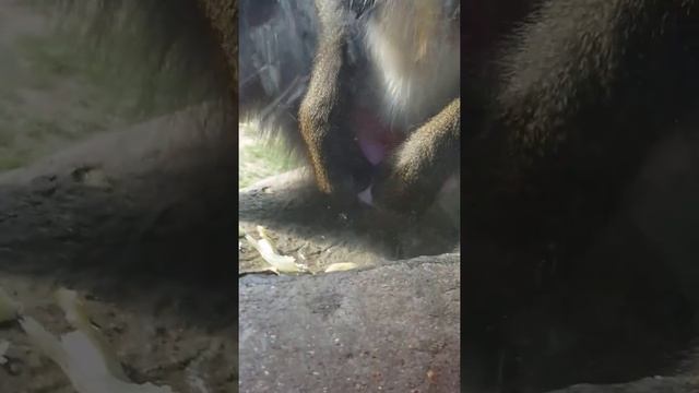 SPERM EATING MONKEY смотреть онлайн