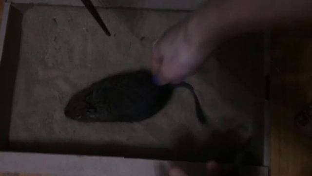 Дегу моются в коробочке с песком Декабрь 2014 Degu washing in the box смотреть онлайн