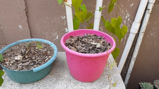 Campanita, Ipomoea Triloba Reproducción por esqueje, Bell, Ipomoea Triloba Reproduction by cutting смотреть онлайн