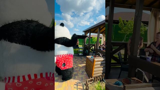 Вы такси вызывали? Приехал парень кареглазый поздравить Татьяну и Светлану с днем рождения! #shorts