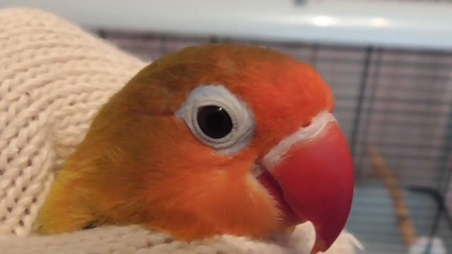 Как определить пол у неразлучников смотреть онлайн