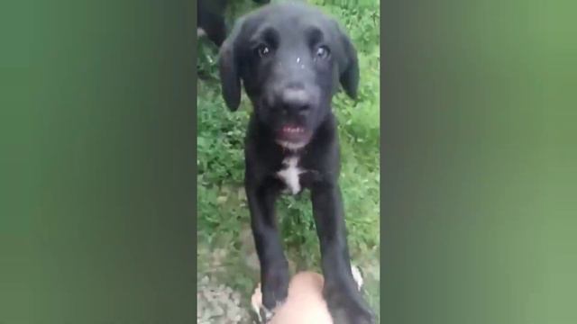 и всё накладывается одно на другое... ну неужели эти малявки сами пришли? смотреть онлайн