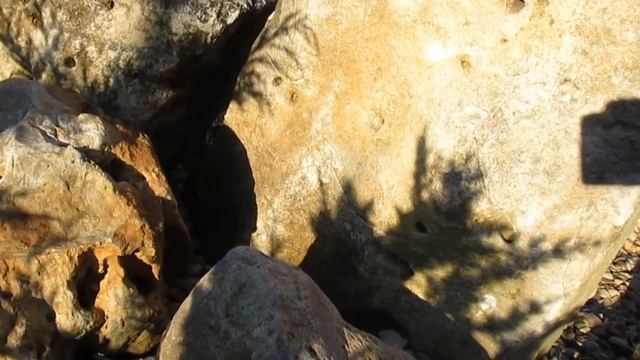 Камни в моём в саду, Моя любовь, моя болезнь))! смотреть онлайн