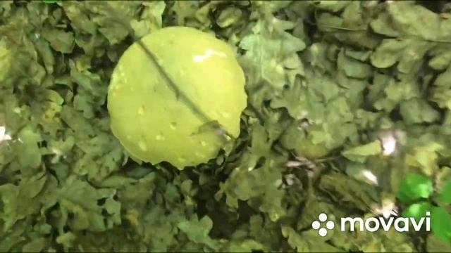 Ягодный Гриболов