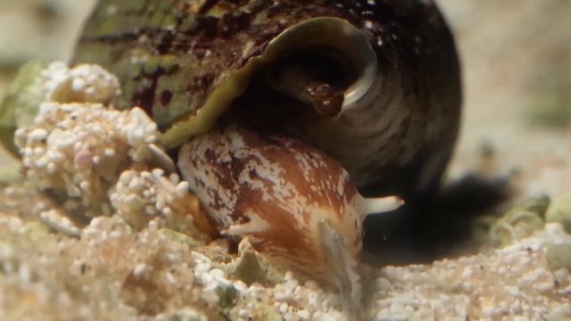 Посмотрите, на Что Способно Самое Опасное Животное в Мире смотреть онлайн