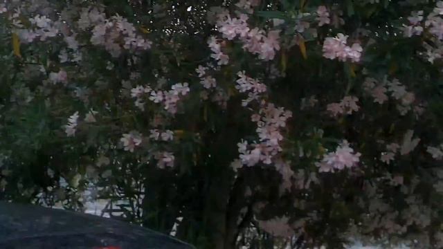 АРЕНДА В ЧЕРНОГОРИИ в Кумбор, ПЛЯЖ смотреть онлайн