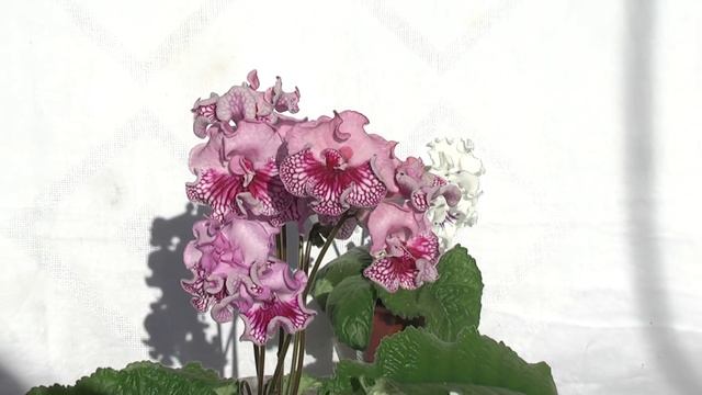 Стрептокарпус DS-1722 смотреть онлайн