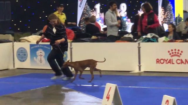 Cyrenensis Enzo &  Art Vitae Antares . Cirneco Dell Etna, CACIB Киев. 08.12.2019.