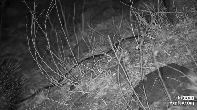 An African Rock Python under a Porcupine. Sep 09 2021, 10 PM SAST, explore.org смотреть онлайн