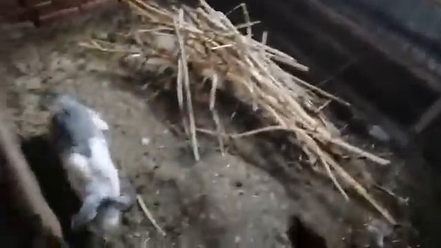содержание кроликов смотреть онлайн