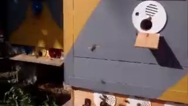 Улья фанера +пеноплекс при аномальной жаре ... смотреть онлайн