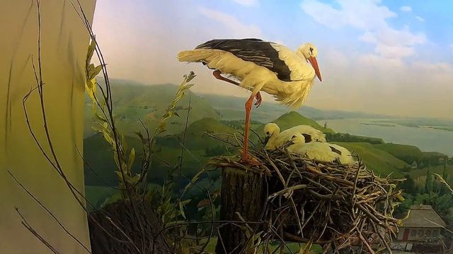 НАЦИОНАЛЬНЫЙ НАУЧНО-ПРИРОДОВЕДЧЕСКИЙ МУЗЕЙ УКРАИНЫ.NATIONAL SCIENTIFIC AND NATURAL MUSEUM OF UKRAIN смотреть онлайн