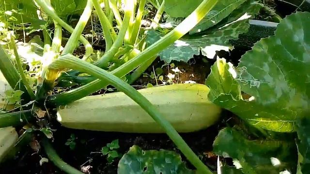 Снимаем урожай кабачка белый медведь и цуккини Деликатес смотреть онлайн
