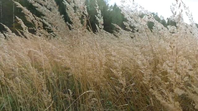 Осенью травы и злаковые заслуживают внимания! ❤️ смотреть онлайн