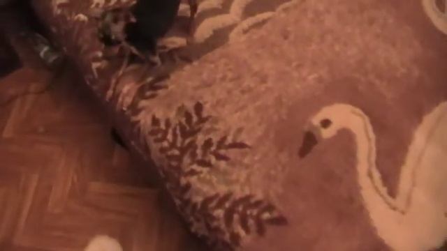 Электро-веник. Часть 2 смотреть онлайн