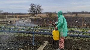 Испытываем аккумуляторный опрыскиватель CHAMPION SA12 бордоской смесью