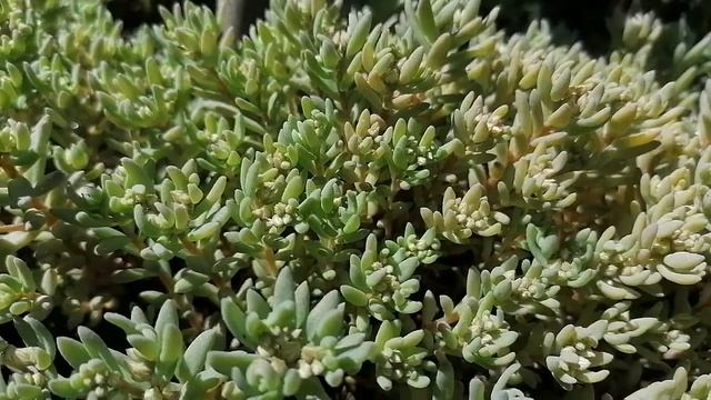 Седум"Лизард" (Sedum Lizard) Молодило Кровельное (Sempervivum tectorum).Очиток Едкий (Sedum acre) смотреть онлайн