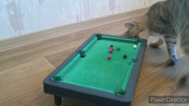 Мурка, поиграем в бильярд? Will play billiards? смотреть онлайн