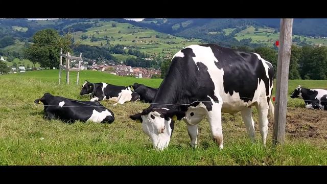 Корова / Корова Мычит / Коровы гуляют смотреть онлайн