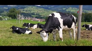 Корова / Корова Мычит / Коровы гуляют