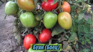 Самые лучшие сорта томатов без пасынкования для теплиц и открытого грунта. Описания и характеристик