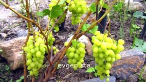 ВИНОГРАД В СИБИРИ