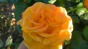 Роза чайно-гибридная Керио. Осенняя красота!