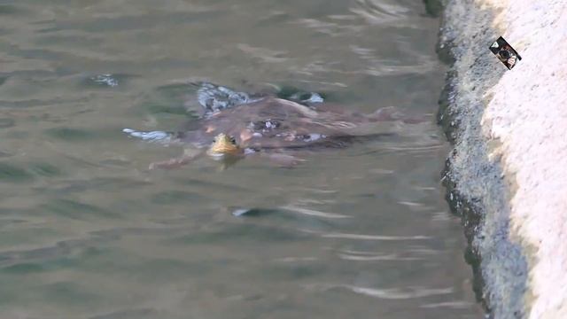 La Tortue Trachemys scripta troostii est une Tortue d'eau douce d'origine américaine смотреть онлайн