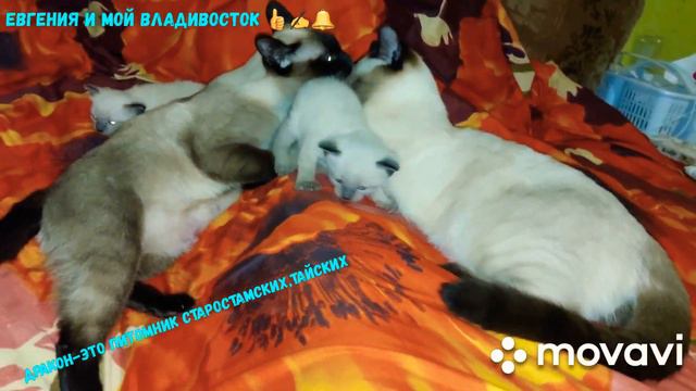 котятам 24 дня старосиамские тайские смотреть онлайн