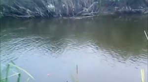 рыбалка в Алтайском крае, р Кулунда, рыбалка на карася 19 09 2017
