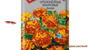 Бархатцы отклоненный Болеро (bolero) ? бархатцы Болеро обзор: как сажать семена бархатцев Болеро