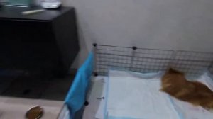 Роды у шпица. Как подготовиться к родам