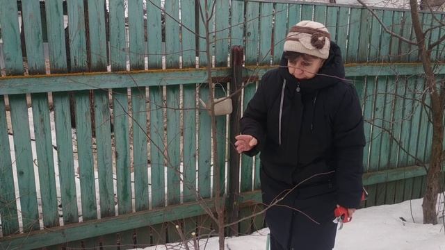 Как правильно обрезать и сформировать саженец сливы? Разреженно- ярусная формировка кроны сливы. смотреть онлайн