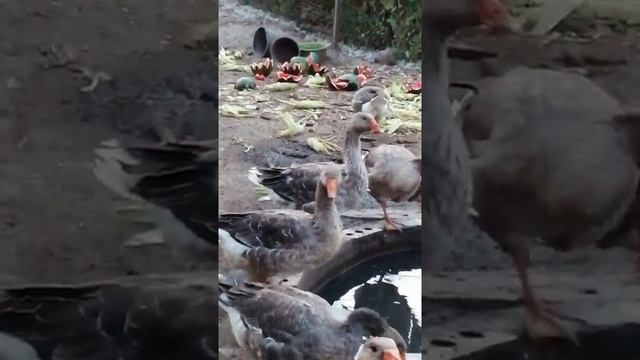 Как питаются гуси дома смотреть онлайн