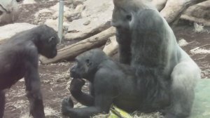 GORILLA TANGO - Mating Gorilla Rututu and Sonja - Baby Gorilla Nafi and Sadiki
