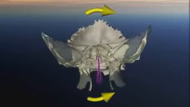 Сфено базилярные торсии влево. Краниосакральный ритм клиновидной и затылочной костей. смотреть онлайн