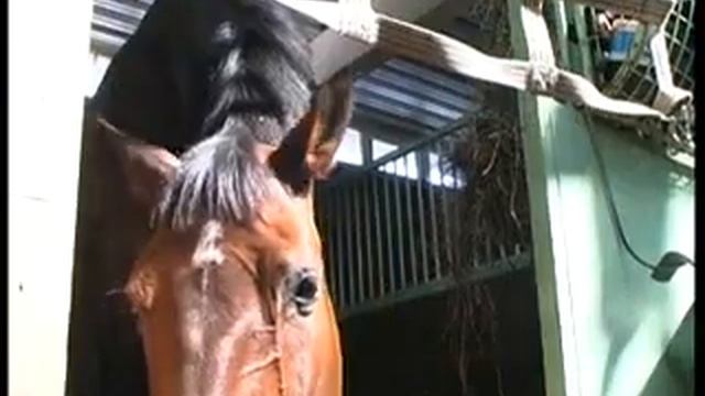 Центр конной медитации Альбион смотреть онлайн